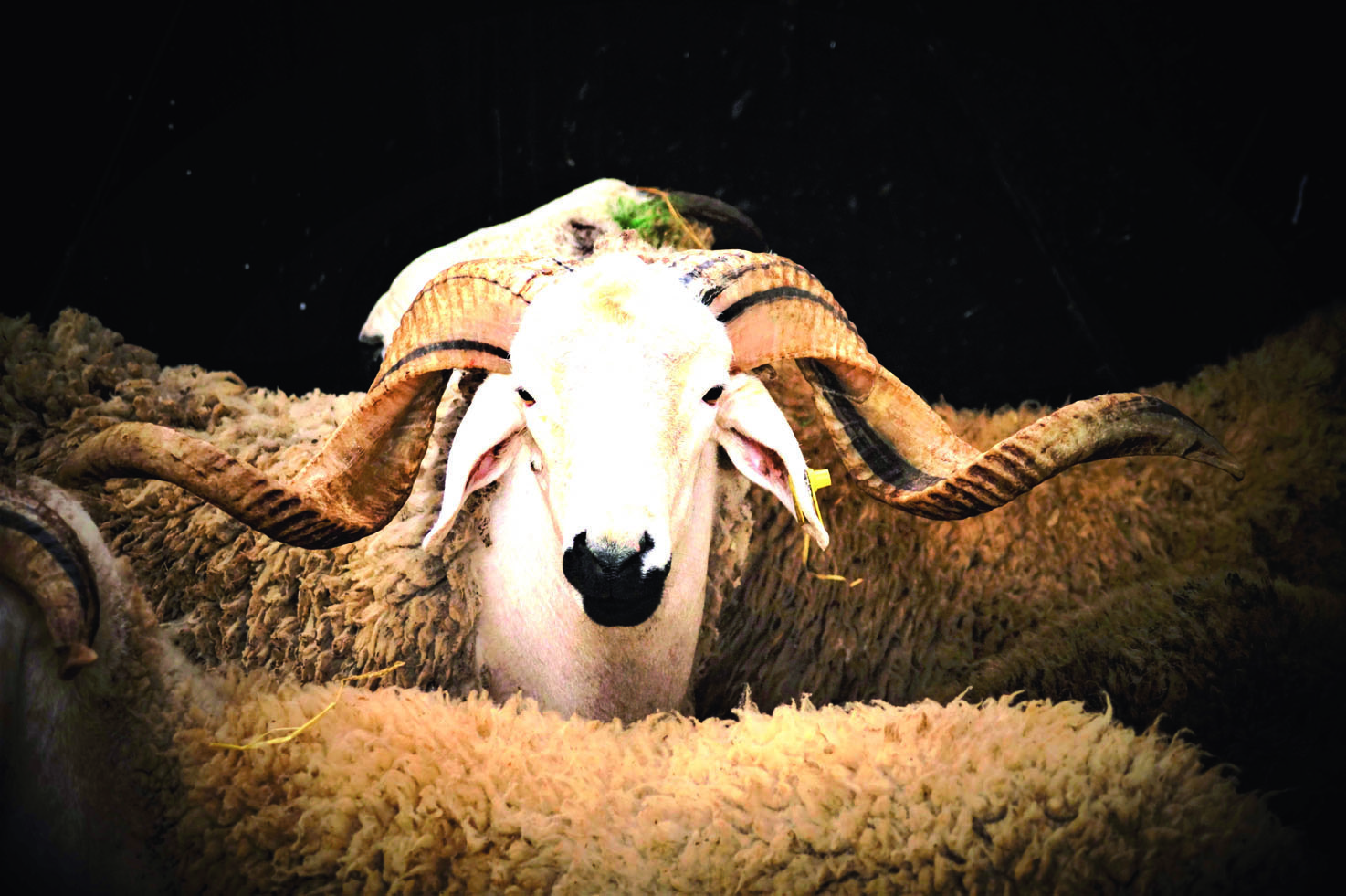 Un million de têtes d’ovins pour l’Aïd El-Adha 2026. Ennemi N°1 : la spéculation