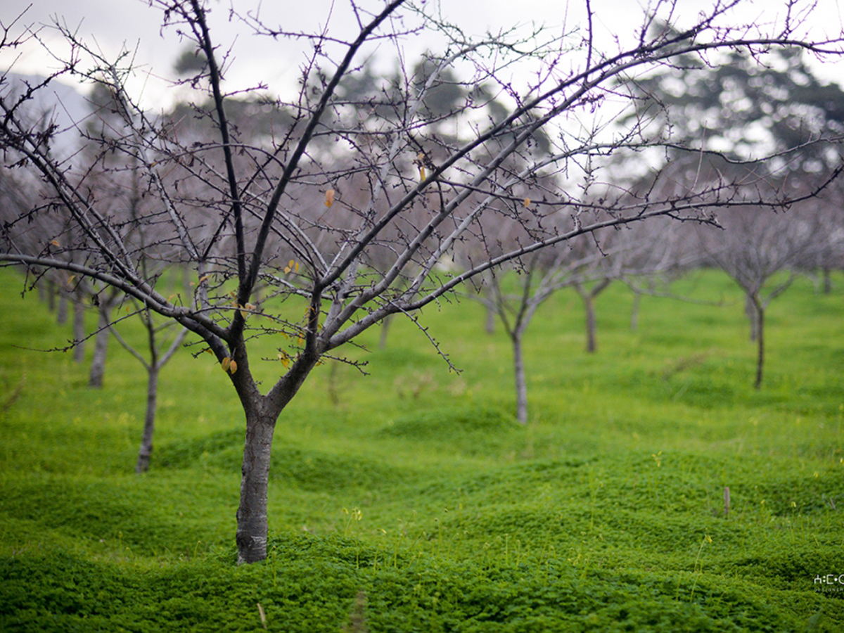 Sidi Bel Abbès. Une résilience agro forestière face à l'aridité