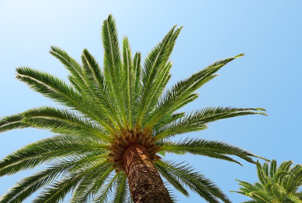 Maladies parasitaires.  Taillage, traitement et nettoyage de plus  de 2.000 palmiers