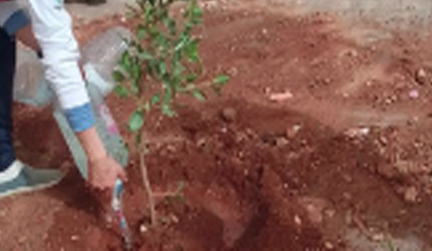 Délégation du Médiateur de la République. Une passion pour les arbres et la biodiversité 