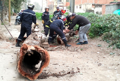 Plus de 370 interventions répertoriées, aucun dégât humain enregistré.  Des vents d'une rare violence en Algérie