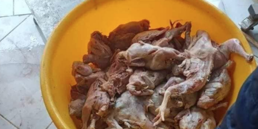 Relizane.  Saisie et destruction d’une quantité de poulet impropre à la consommation