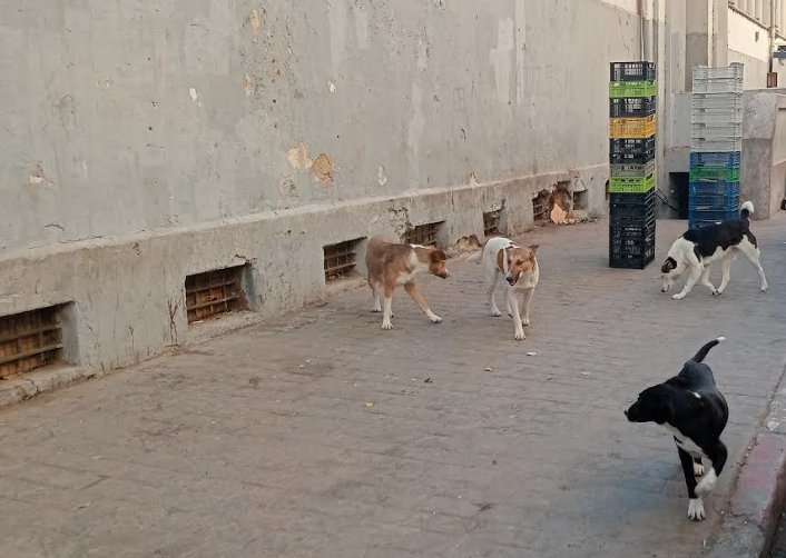 Marché couvert de Mostaganem.  L’insalubrité renseigne bien sur la négligence