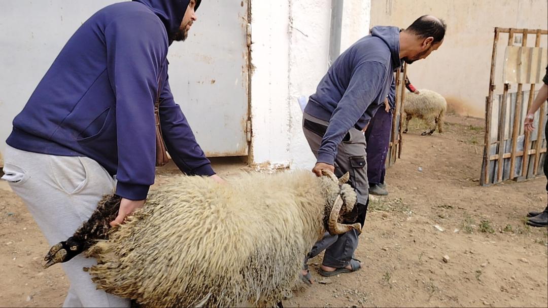 Aïd El Adha à Relizane. Un quota de près  de 20.000 moutons pour la wilaya