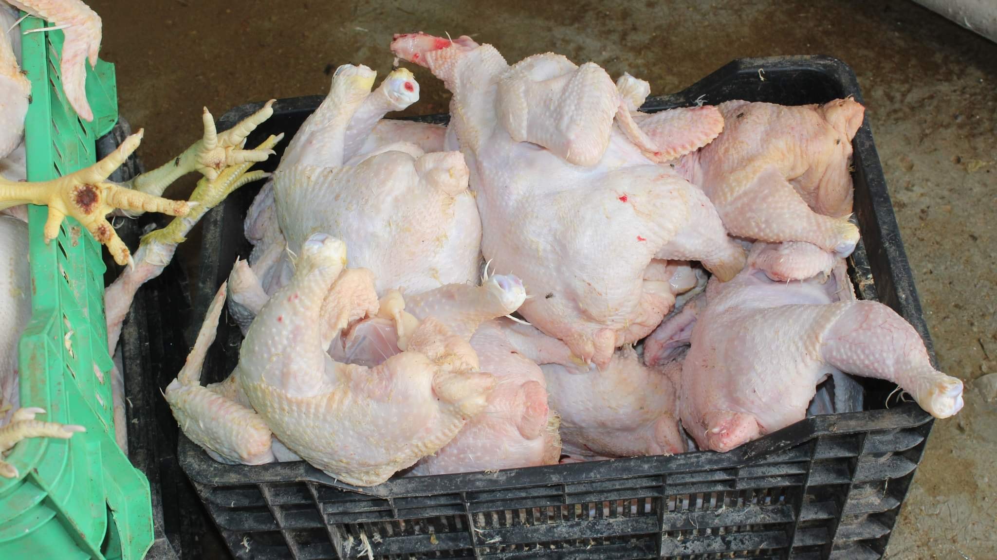 Sidi-Boubekeur (Saïda). 05 quintaux de viande avariée saisis
