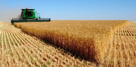 Production d'orge.  L'Algérie dans le 
