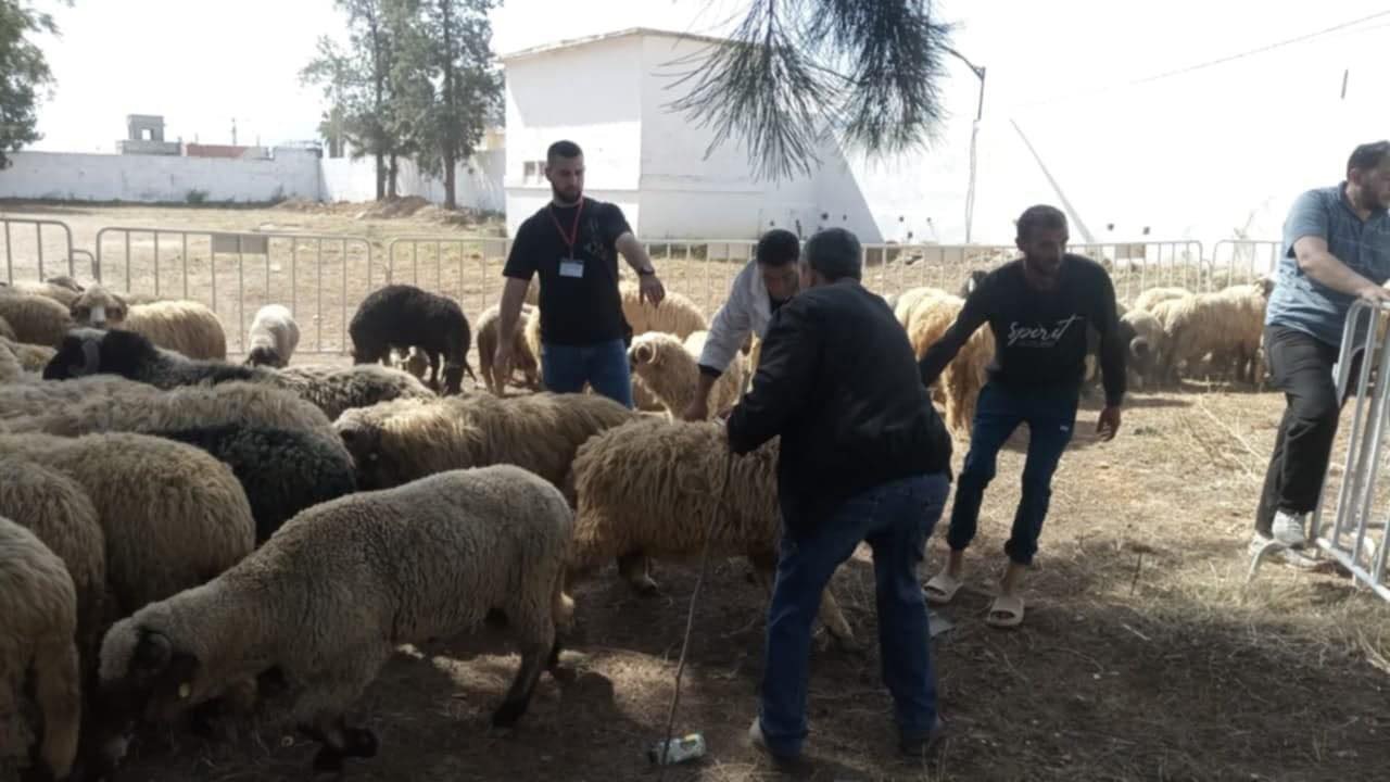 Aïd El Adha.  Augmentation du nombre  de points de vente de moutons importés 