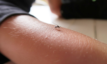 Oran envahie par les moustiques. Comment prévenir contre les maladies transmissibles?