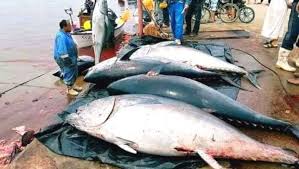 Campagne de pêche du thon rouge. L’Algérie avec pas moins  de 30 thoniers, Oran participe avec 2 navires