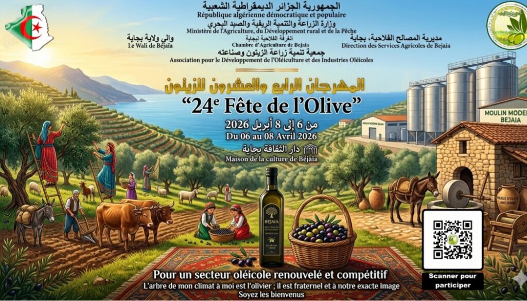 24ème édition de la Fête de l’olive à Béjaïa. Entre héritage ancestral et défis de modernisation