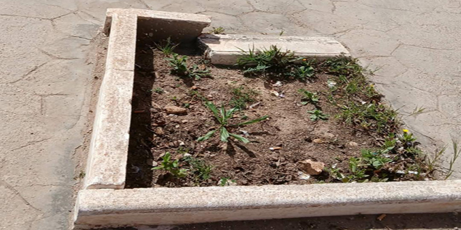 Environnement.  Tours d’arbres carrées en béton,  le scandale qui choque la ville