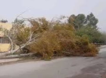 Sidi Bel Abbès. Des vents d'une rare intensité