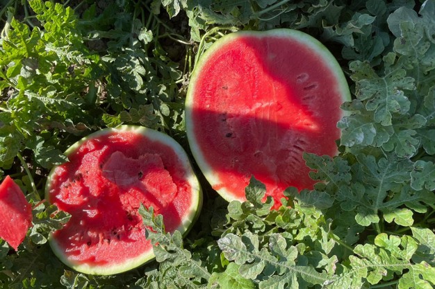 Des «pseudo-agriculteurs» auraient dopé les pastèques aux produits chimiques. «Himayatec» lance l'alerte