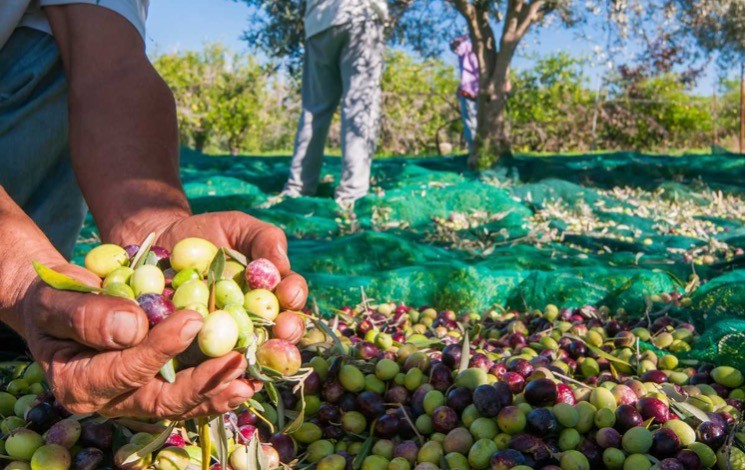 Boutlélis.  L’oléiculture sous haute surveillance