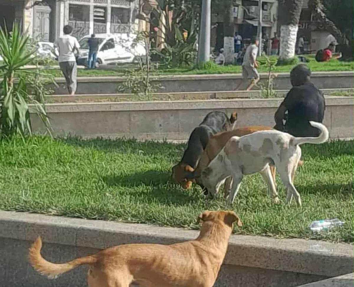 Chiens errants au cœur d’Oran.  Les élus sommés d’agir contre l’insécurité  et les risques sanitaires