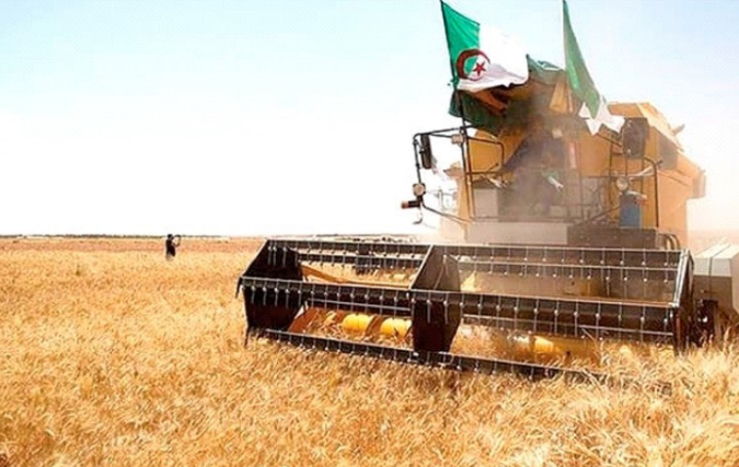 Agriculture à Mostaganem. Plusieurs filières se sont distinguées par un saut de qualité
