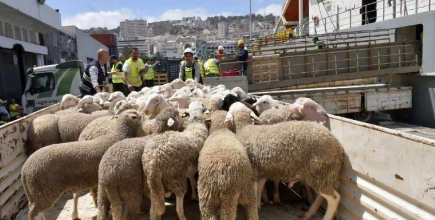 Ancien cadre au ministère de l’Agriculture  et expert du secteur Mustapha Benaoui :  L’importation du mouton  est «l’unique solution»