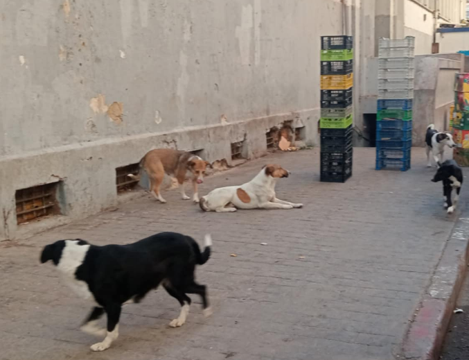 Cité la fontaine (Gambetta). Prolifération inquiétante des chiens errants