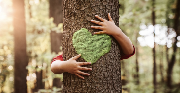 Urbanisation à Oran.  Quand les arbres centenaires  tombent sous les coups du béton